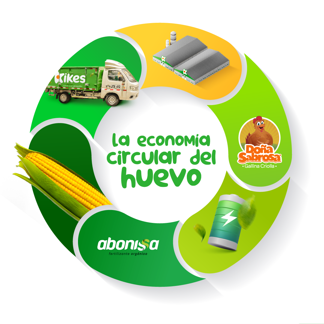 Gráfica la economía circular del huevo